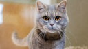 Nahaufnahme einer grau-getigerten Katze mit braunen Augen