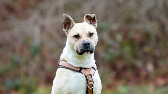 Hund mit beigefarbenem Fell in Nahaufnahme 