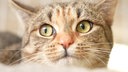 Nahaufnahme einer grau-getigerten Katze 