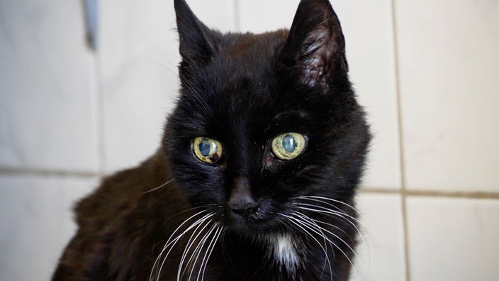 Schwarze Katze mit weißen Flecken in Nahaufnahme 