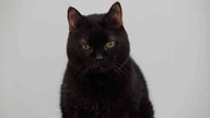Kater mit schwarzem Fell in Nahaufnahme 
