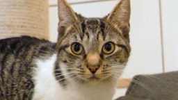 Getigerte Katze mit weißer Brust steht im Katzenzimmer des Tierheims und schaut direkt in die Kamera