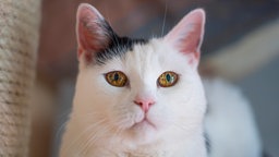 Katze mit schwarz-weißem Fell in Nahaufnahme 