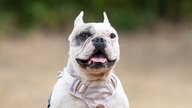 Hund mit weißem Fell und Abzeichen hechelnd in Nahaufnahme 