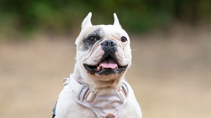 Hund mit weißem Fell und Abzeichen hechelnd in Nahaufnahme 