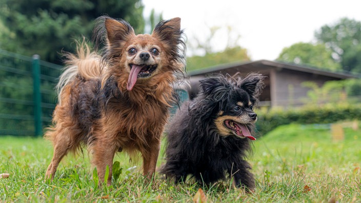 Zwei Hunde mit wuscheligem Fell auf einer Wiese 
