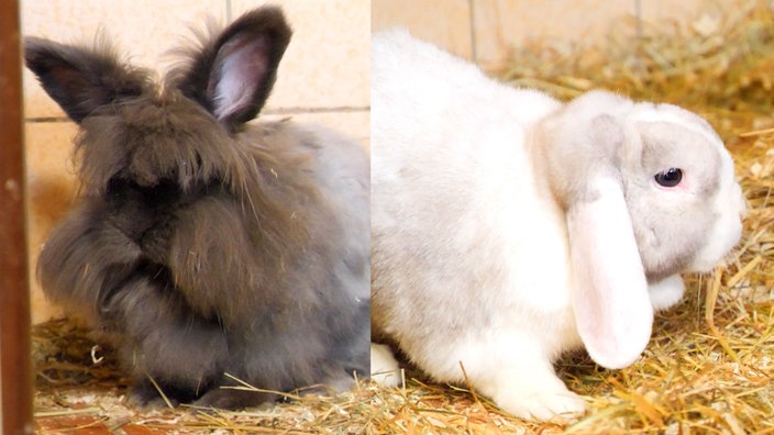 Collage von zwei Kaninchen: links ein gräuliches, langhaariges Kaninchen und rechts ein weißes Kaninchen