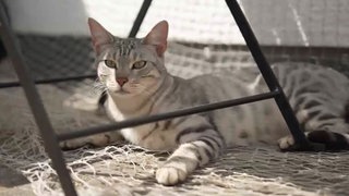 Grau-weiß-getigerte Katze liegt auf dem Boden unter einem Tisch 