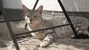 Grau-weiß-getigerte Katze liegt auf dem Boden unter einem Tisch 