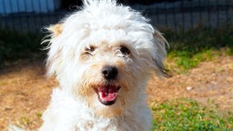 Kleiner weißer Hund mit langem, wuscheligem Fell in Nahaufnahme