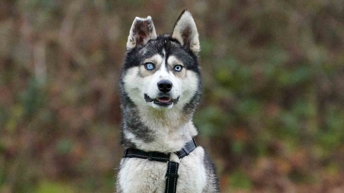 Hund mit wildfarbenem Fell und eisblauen Augen in Nahaufnahme 