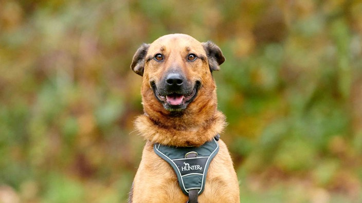 Hund mit hellbraunem Fell in Nahaufnahme 