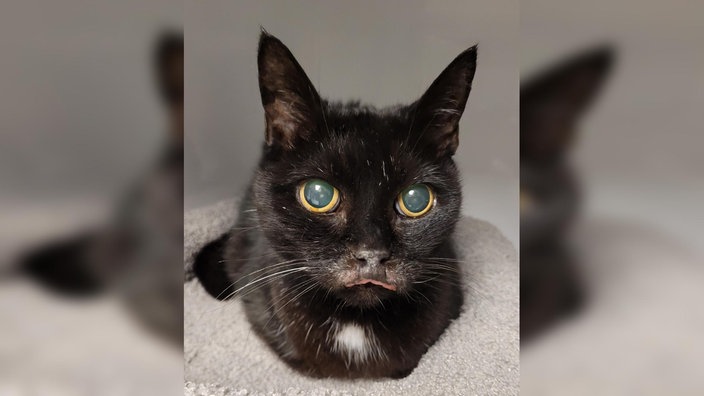 Katze mit schwarzem Fell und kleinen weißen Flecken in Nahaufnahme 