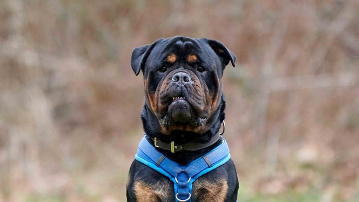 Hund mit schwarzem Fell und braunen Abzeichen in Nahaufnahme 