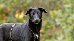 Nahaufnahme eines schwarzen Hundes 