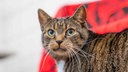 Getigerte Katze in Nahaufnahme 