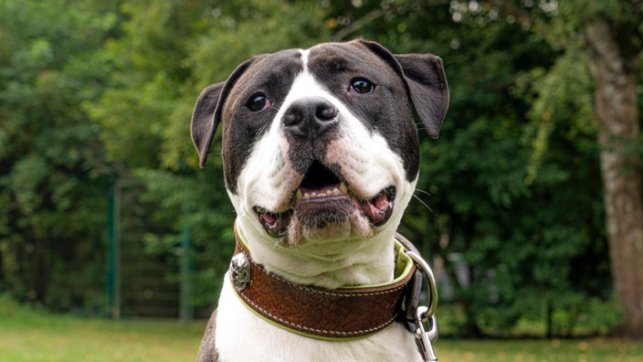 Hund mit schwarz-weißem Fell in Nahaufnahme 