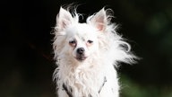 Kleiner Hund mit weißem, langem Fell in Nahaufnahme 