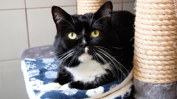 Kater mit schwarz-weißem Fell und gelben Augen in Nahaufnahme 