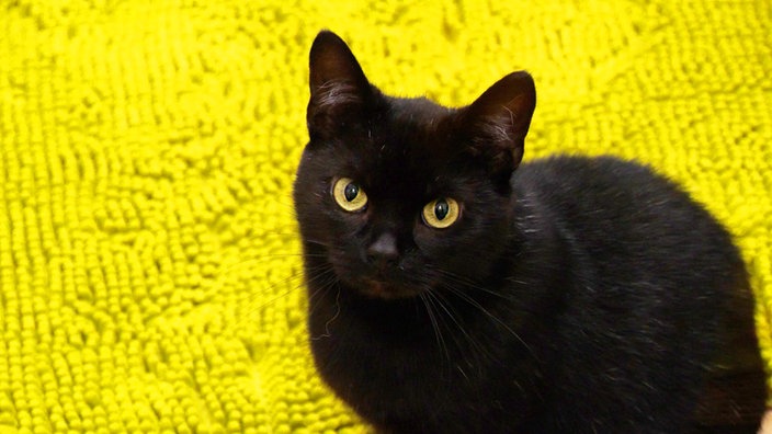 Nahaufnahme einer schwarzen Katze, die auf einem gelben Teppich sitzt 