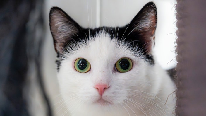 Katze mit weiß-schwarzem Fell in Nahaufnahme 