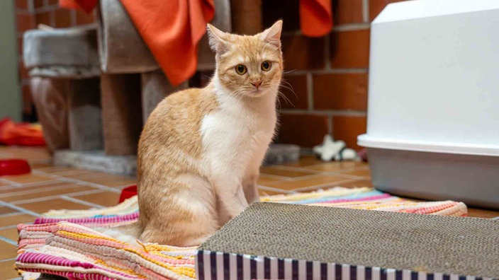 Katze mit rot-getigertem-weißem Fell auf einem bunten Teppich 