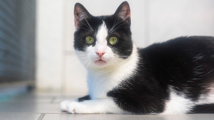 Katze mit schwarz-weißem Fell in Nahaufnahme 
