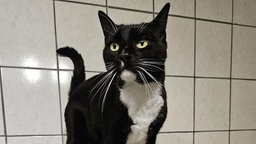 Kater mit schwarz-weißem Fell in Nahaufnahme 