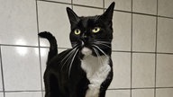 Kater mit schwarz-weißem Fell in Nahaufnahme 