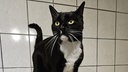 Kater mit schwarz-weißem Fell in Nahaufnahme 