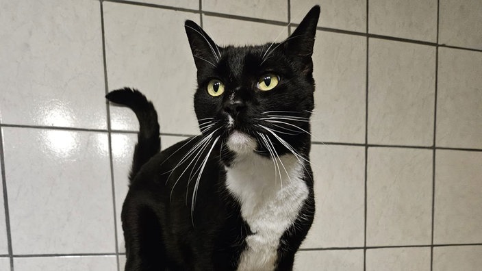 Kater mit schwarz-weißem Fell in Nahaufnahme 