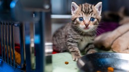 Ein Kitten mit getigertem Fell und blauen Augen in Nahaufnahme 