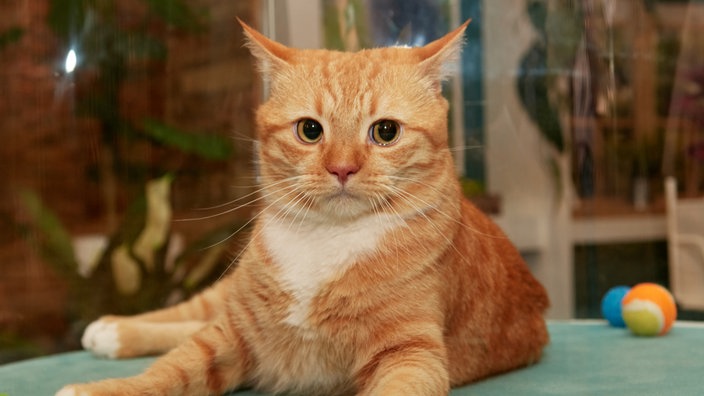 Eine rot getigerte Katze sitzt auf einem Tisch 