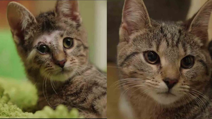 Eine Collage aus zwei getigerten Katzen 