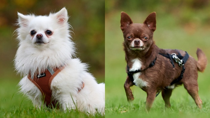 Collage von einem weißen, kleinen Hund und einem braunen, kleinen Hund (Nahaufnahme)