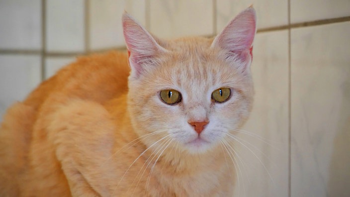 Katze mit rot getigertem Fell in Nahaufnahme 