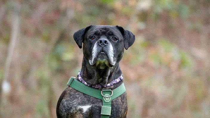 Hund mit braungestromtem Fell und grünem Halsband in Nahaufnahme 