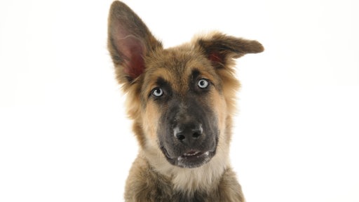 Ein Schäferhund in Nahaufnahme 