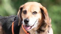 Hund mit tricolor-farbenem Fell und Schlappohren in Nahaufnahme 