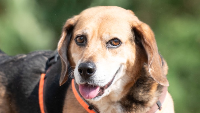 Hund mit tricolor-farbenem Fell und Schlappohren in Nahaufnahme 