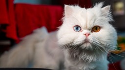 Katze mit weißem Fell und zwei verschiedenfarbigen Augen in Nahaufnahme 