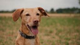 Hund mit beigefarbenem Fell hechelnd in Nahaufnahme 