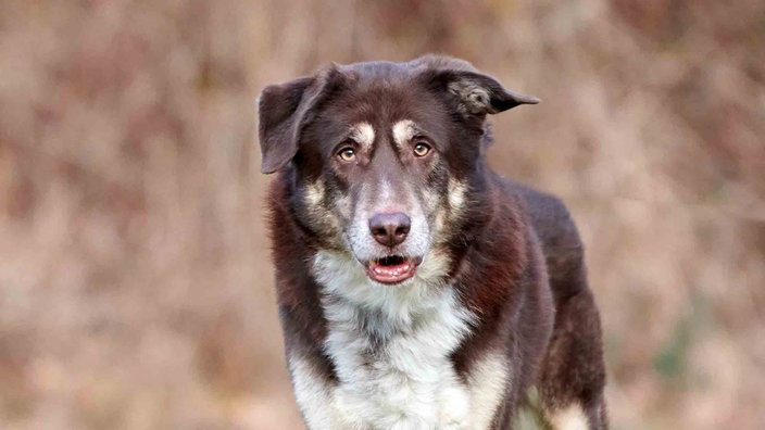 Hund mit braun-beigefarbenem Hund in Nahaufnahme 