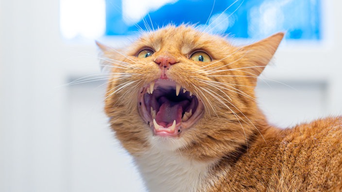 Kater mit rotem Fell und offenem Maul in Nahaufnahme 