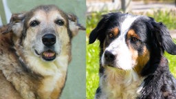Das Bild zeigt einen Hund mit hellbraunem Fell und eine Hündin mit dreifarbigem Fell 