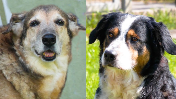 Das Bild zeigt einen Hund mit hellbraunem Fell und eine Hündin mit dreifarbigem Fell 