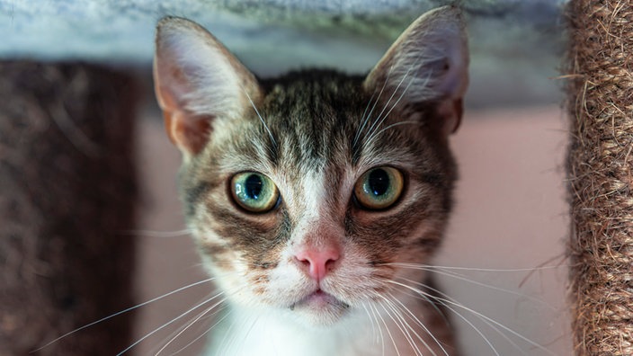 Zierlicher Kater mit getigertem Fell und weißer Brust in Nahaufnahme