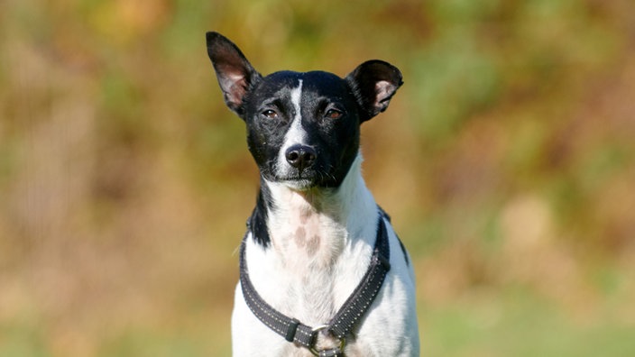 Nahaufnahme eines schwarz-weißen Hundes