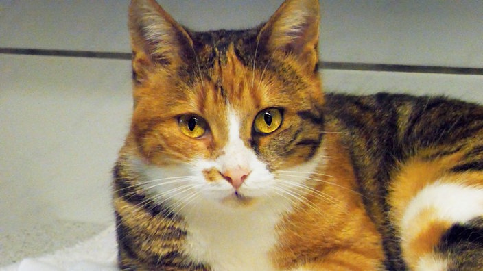 Katze mit dreifarbigem Fell in Nahaufnahme 