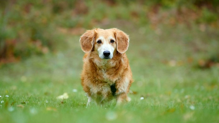 Hund mit rotbraunem Fell und Schlappohren läuft über eine Wiese 